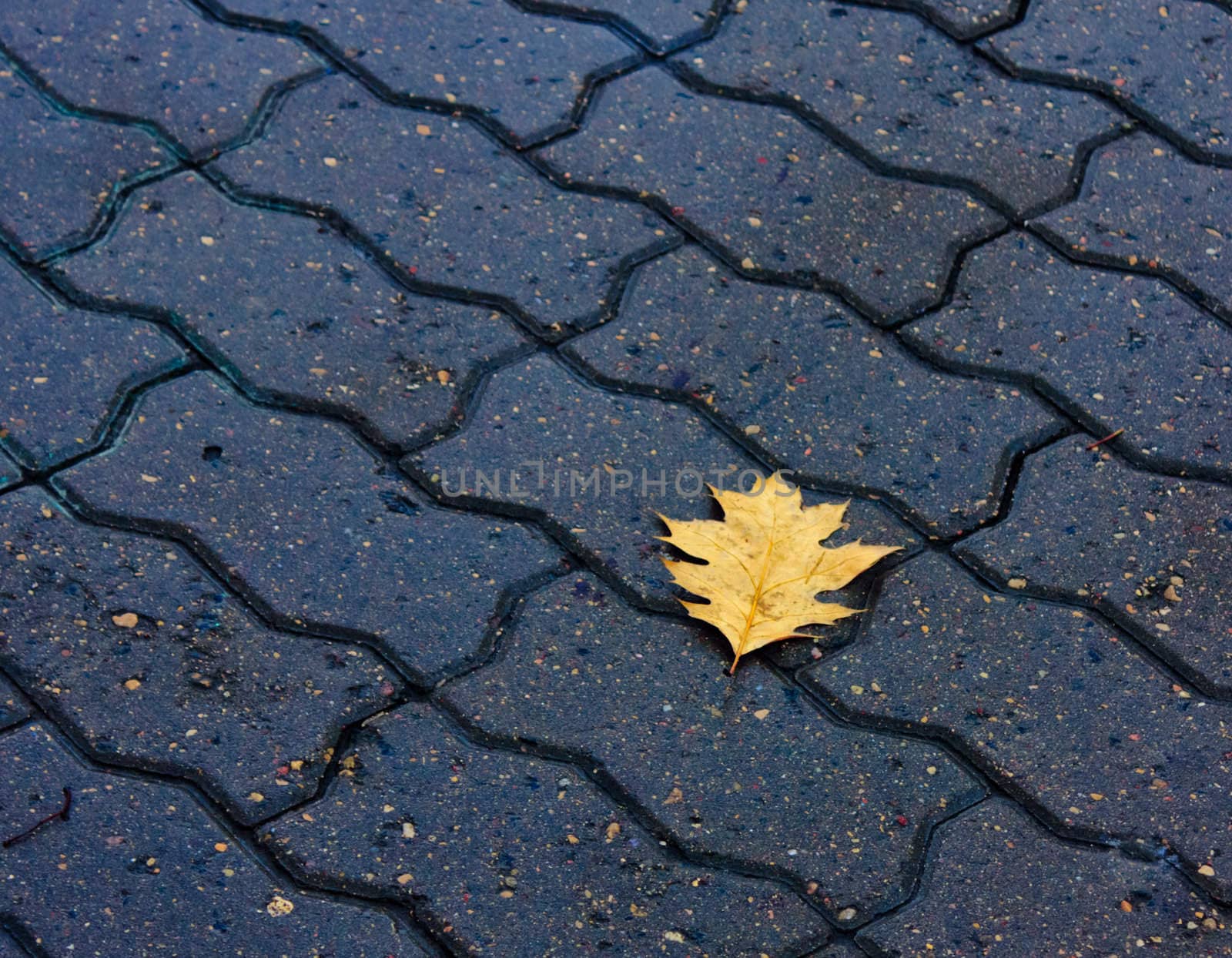 Lonely leaf of a tree in the floor