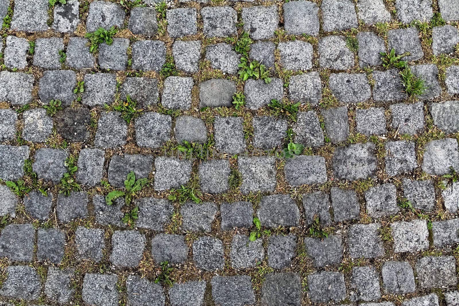 A stone pattern with grass in Vienna, Austria