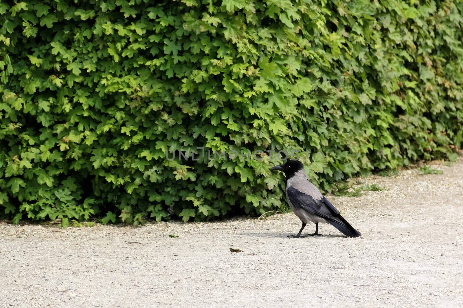 A bird watching in castle Belvedere, Vienna, Austria