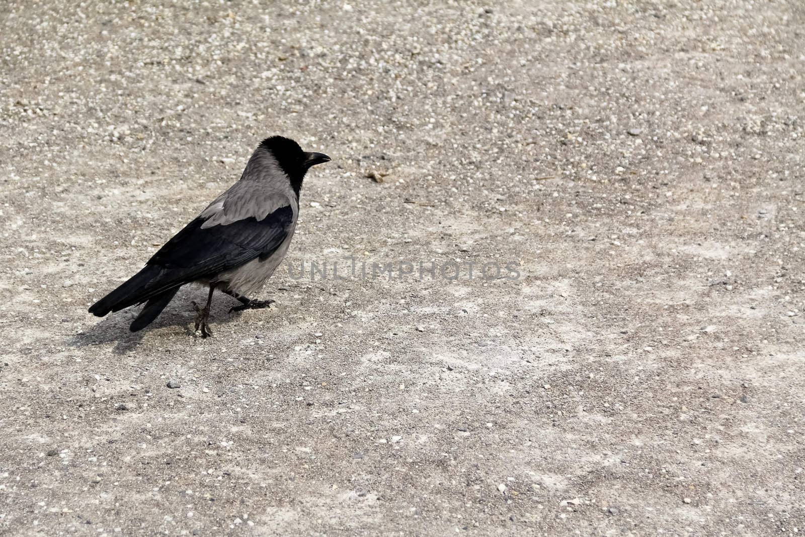 A bird walking on gravel in castle Belvedere, Vienna, Austria