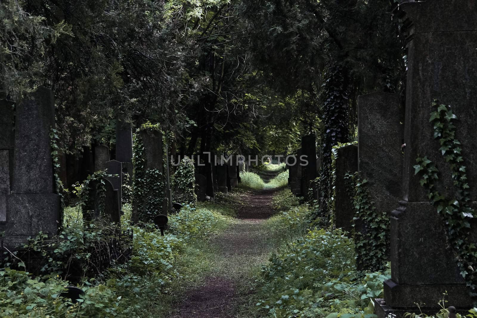 A savaged way in the jewish section of a central viennese cemetery