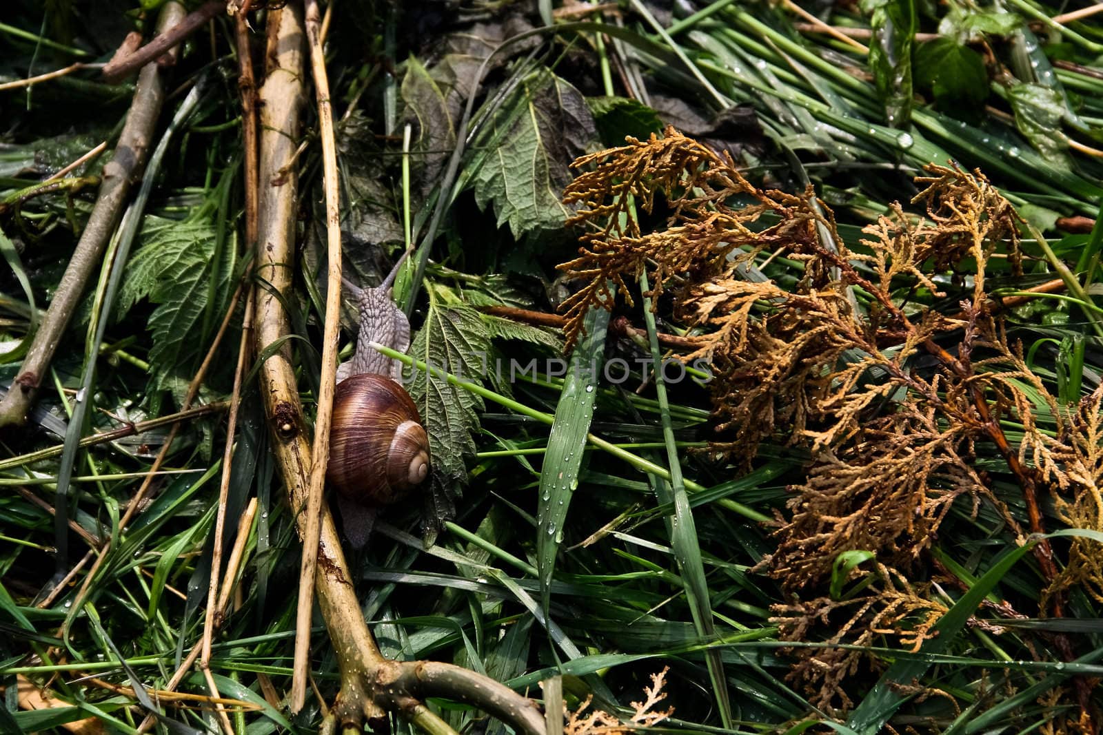 A snail fighting its way through the grass and some branches