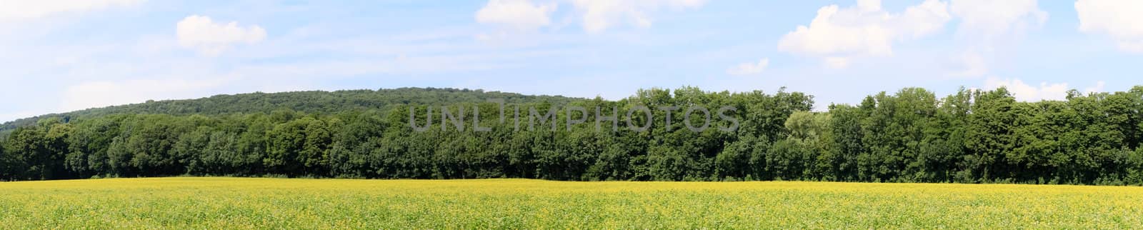 A panorama view of a rapeseed field in front of a forest under blue sky, close to Vienna