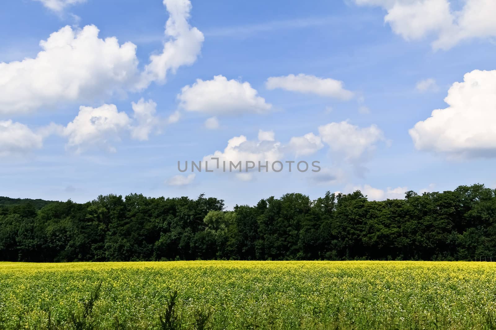 A rapeseed field in front of a forest close to the city of Vienna