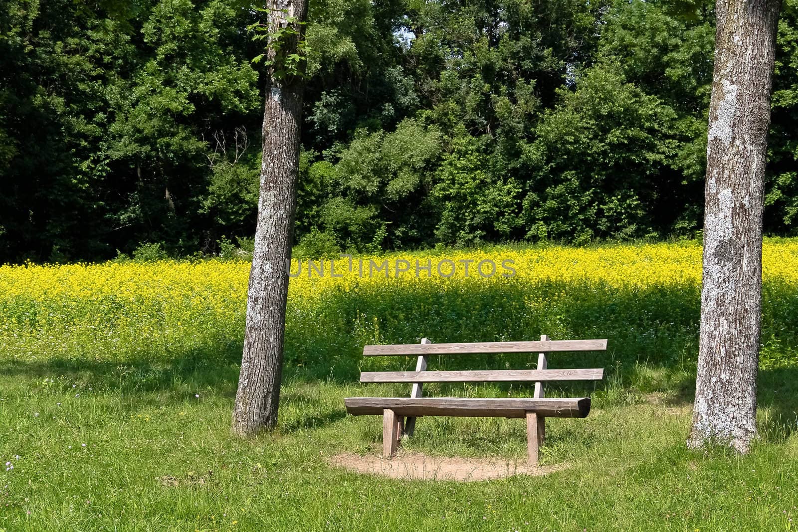 A bench under two trees in front of a rapeseed field in  a park outside Vienna