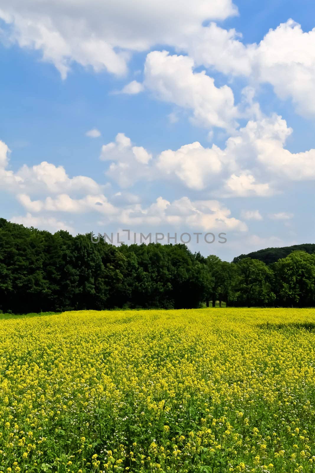 Rapeseed in front of a forest by kyrien