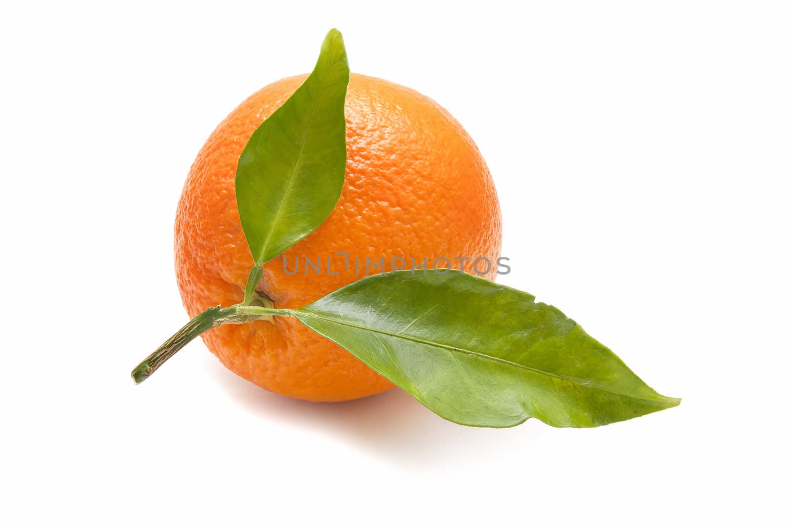 ecological orange on white background