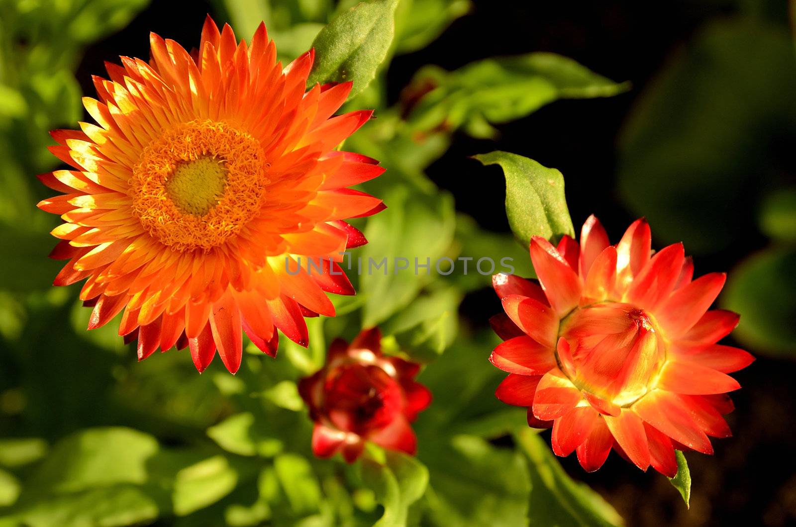 This photo present strawflower blooming in garden.