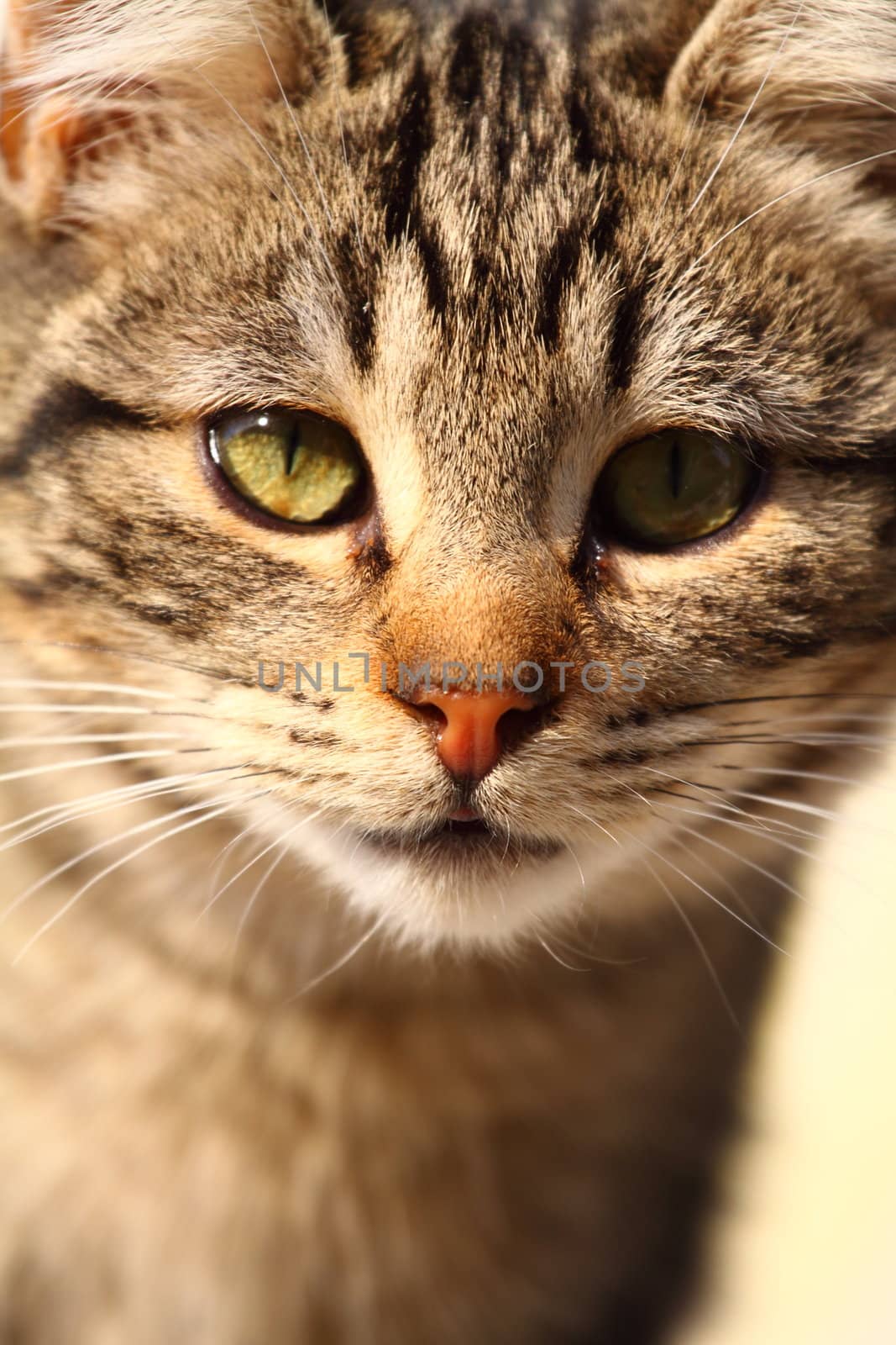 Close-up portrait of domestic cat over natural background by mariusz_prusaczyk