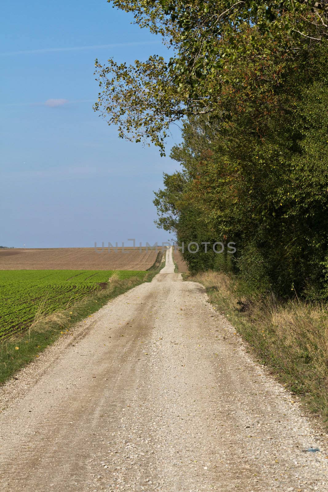 A sidestreet leading over the horizon in an early autumn setting outside of Vienna, Austria