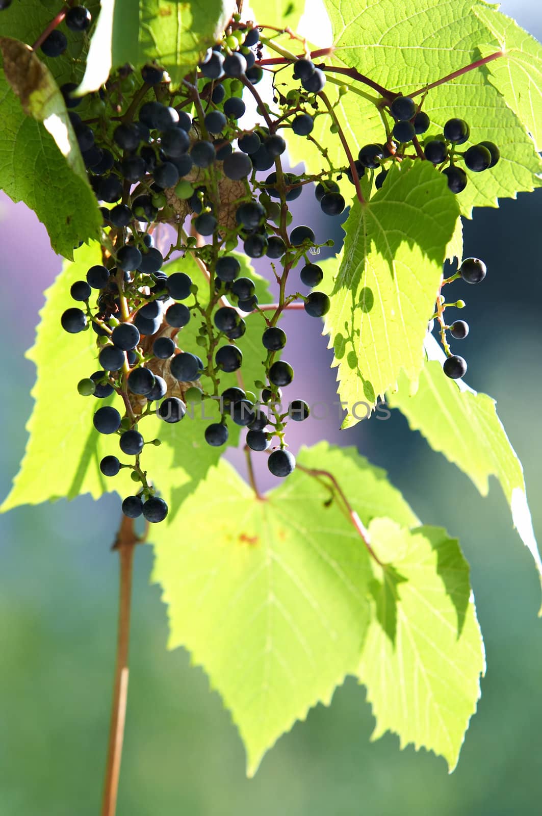 Abstract detail of a cultivated vine and grapes