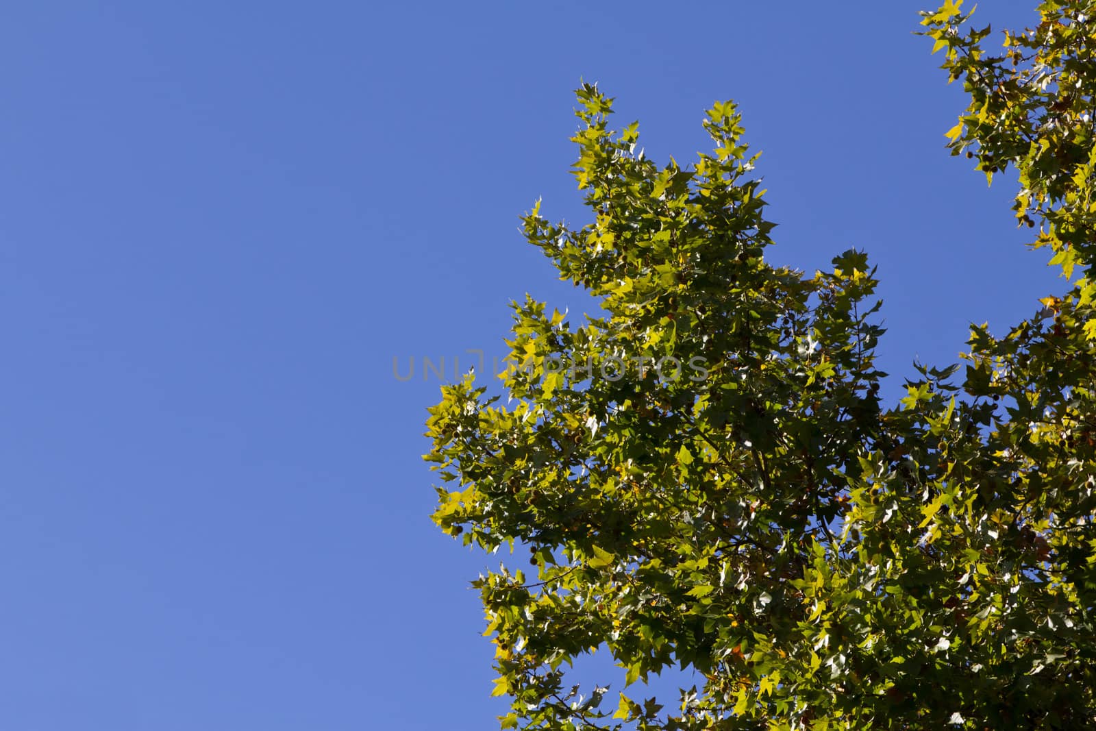 A chestnut branch in early fall in Madrid