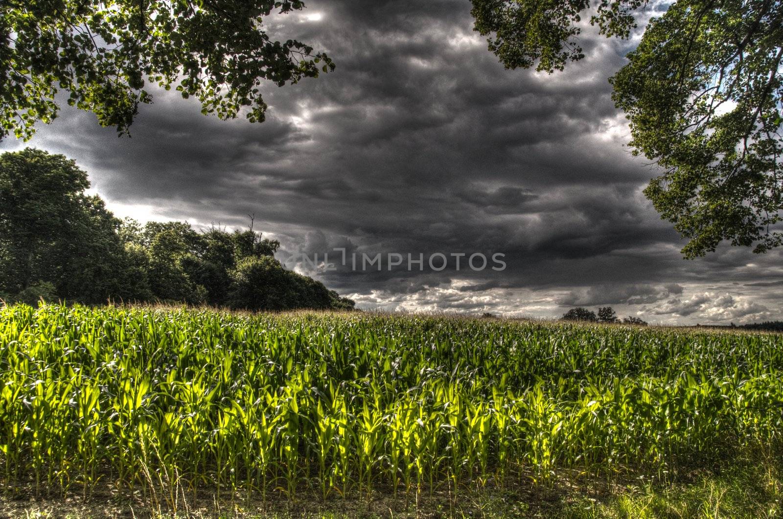This photo present corn field under dark storm clouds HDR.