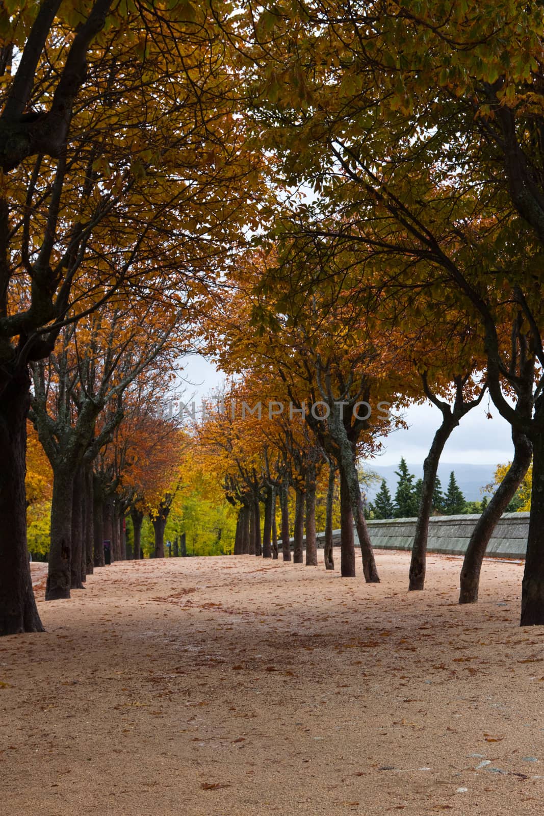 Autumn walk by kyrien