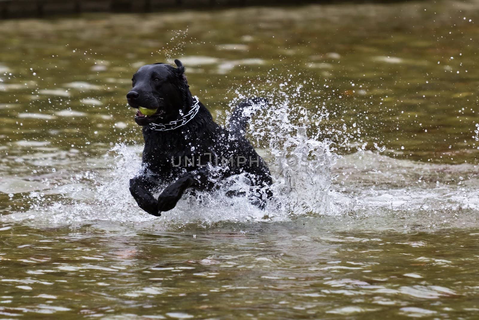 Dog retrieving a ball from water by kyrien