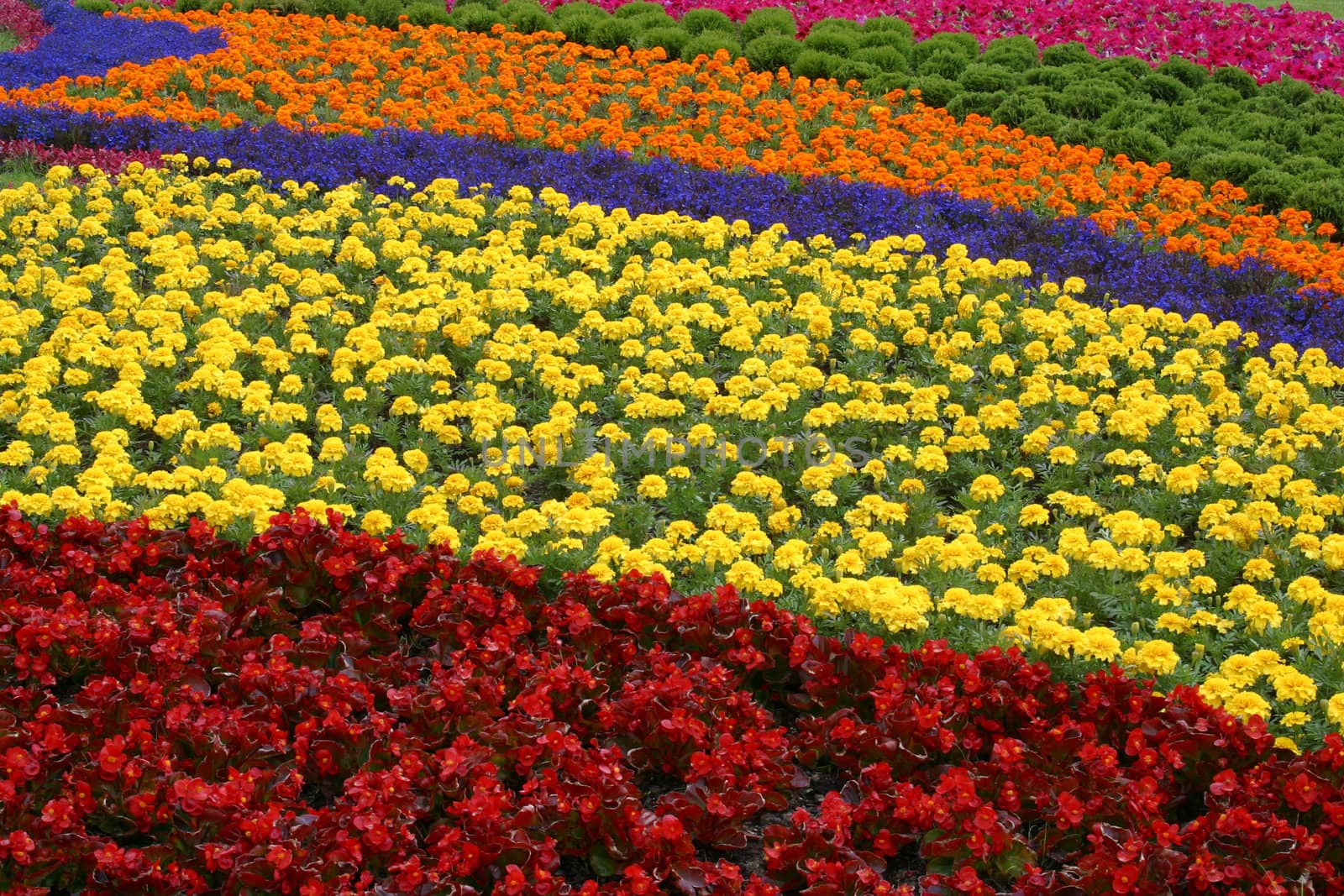 Flowers in park