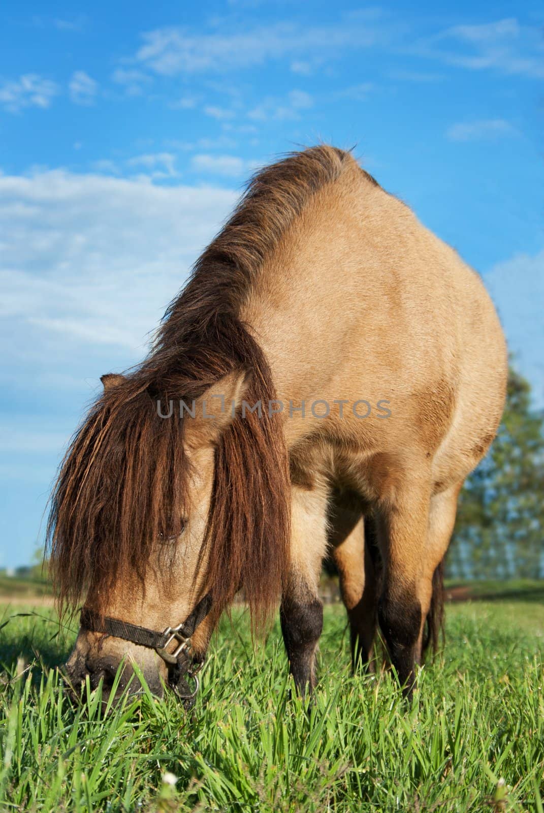 small horse eating the lush green grass