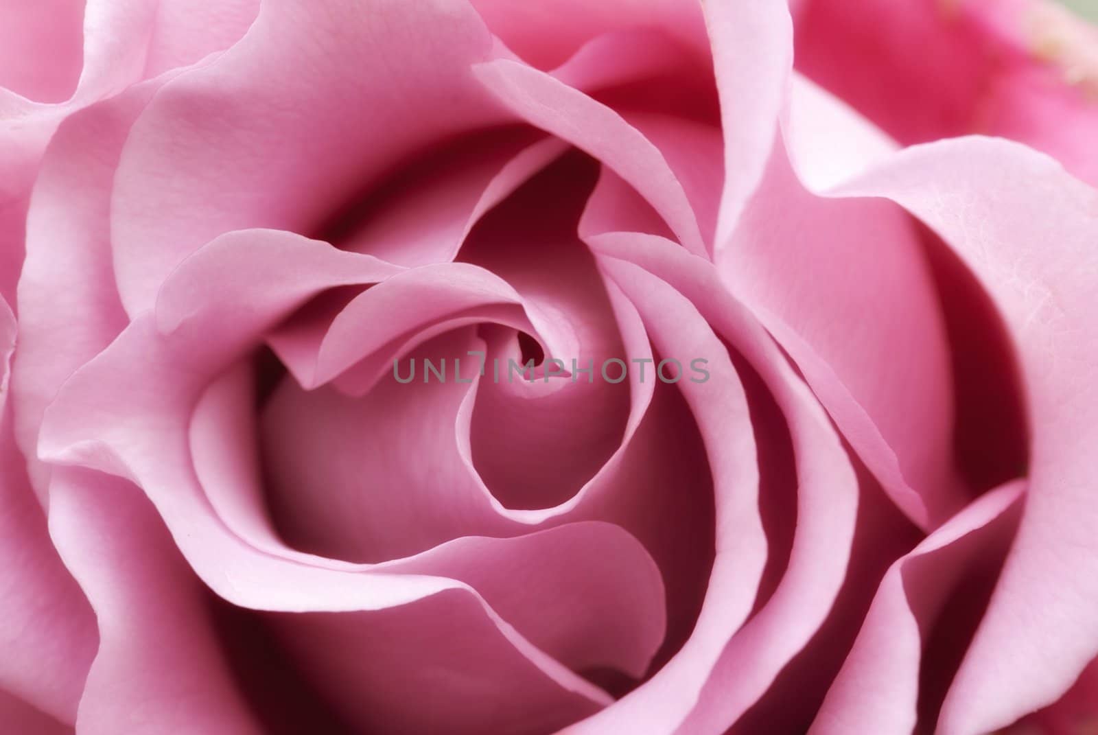 beautiful and perfect soft pink rose flower