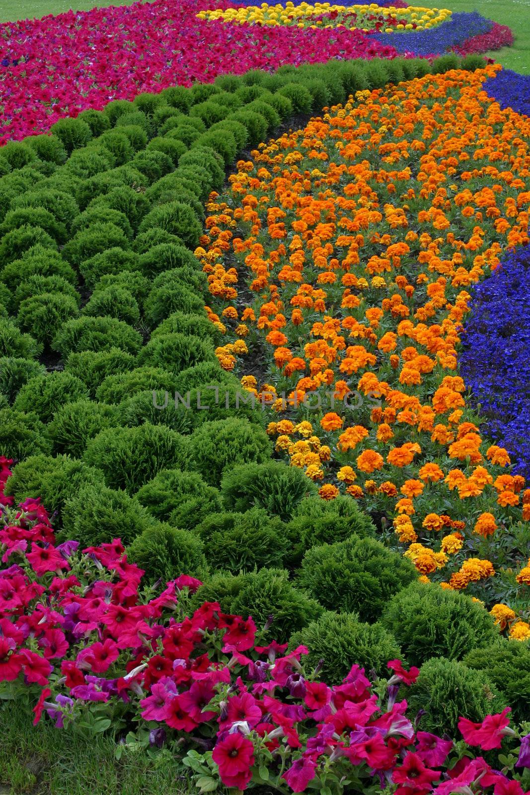 Flowers in park