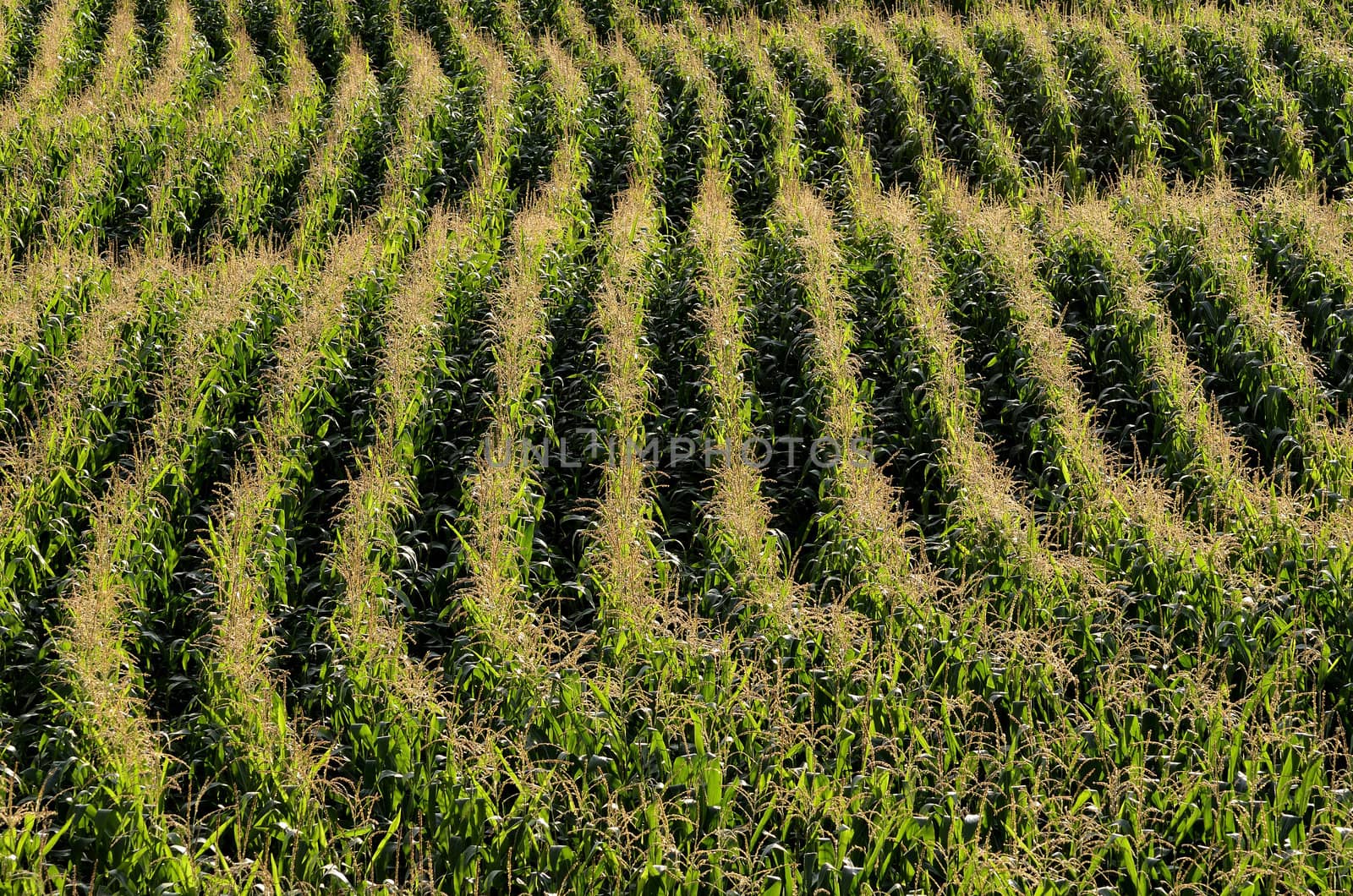 This photo present parallel rows of corn ripening in the field.