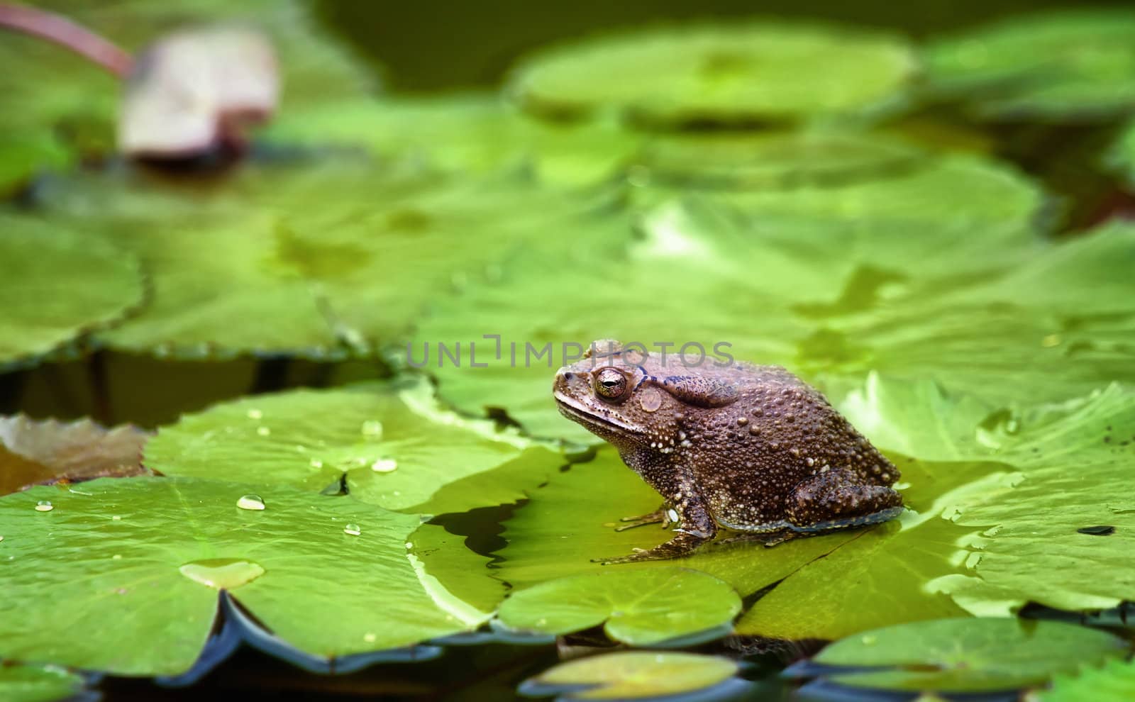 frog on lilypad by clearviewstock