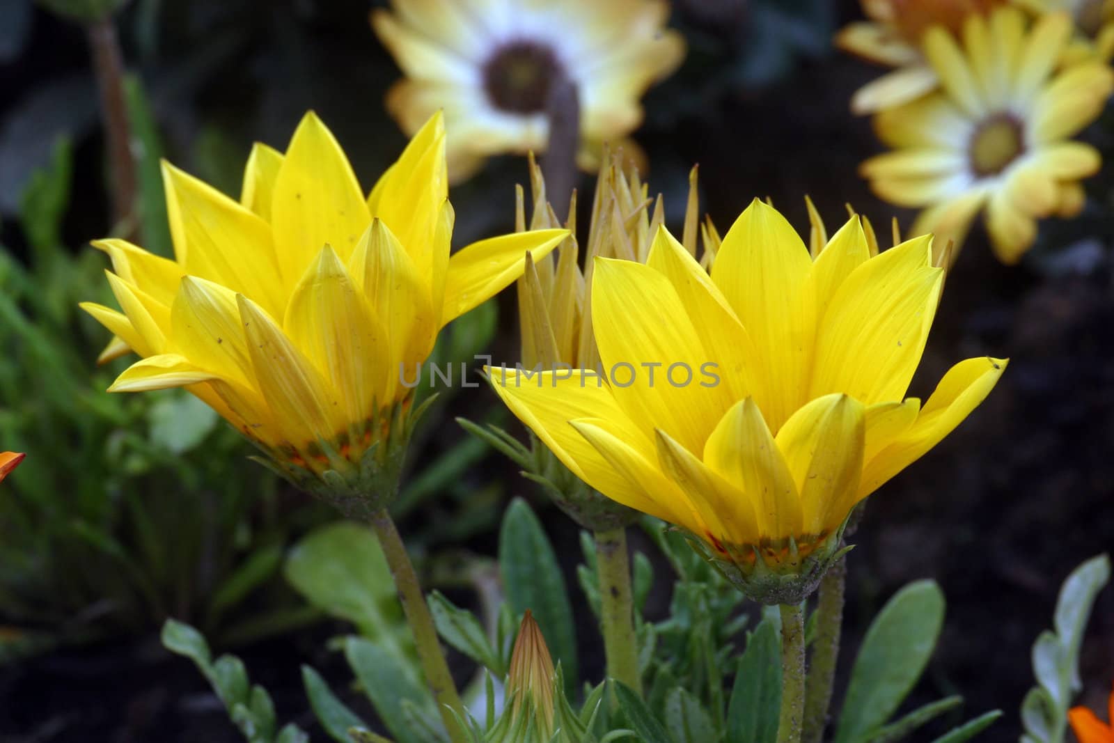 Yellow flowers