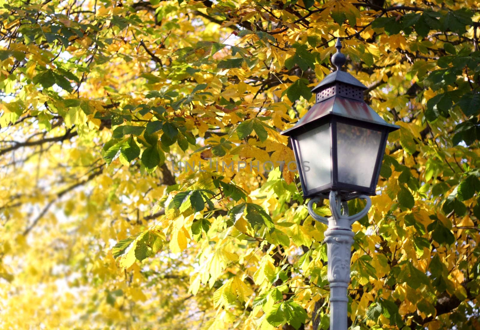 Lamp post with autumn colors in background with copy space.