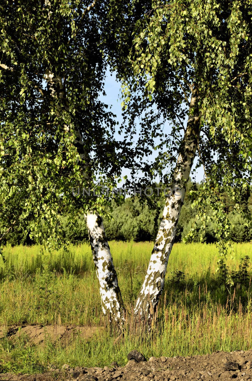 This photo present two birch fused in the shape of V.