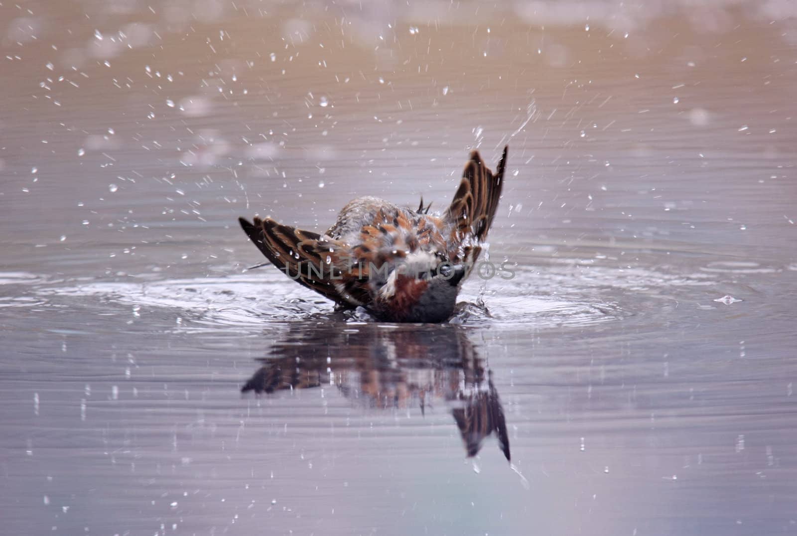 A bird taking a bath in a pool of water. Splashing water.