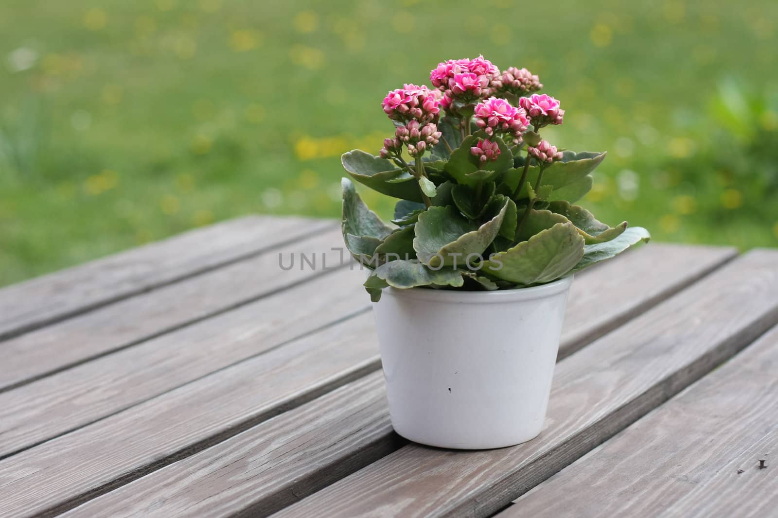 Cute little pot plant on outdoor table.