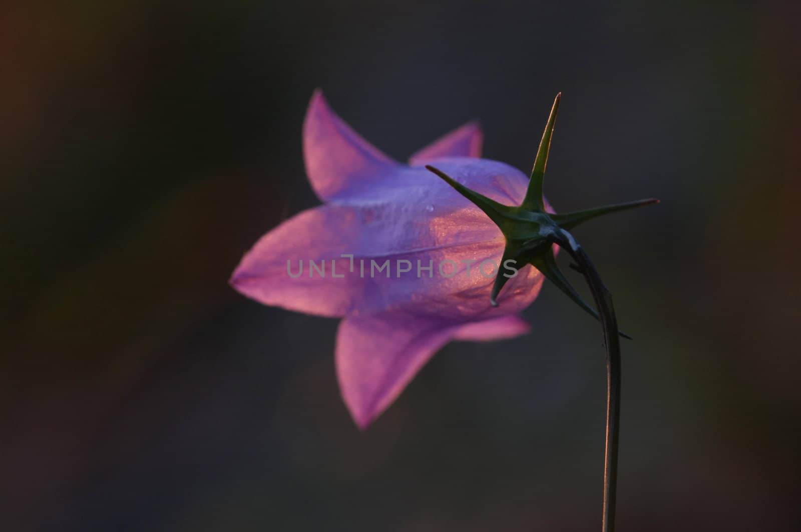 Purple flower head glowing from the last sun rays of the day.