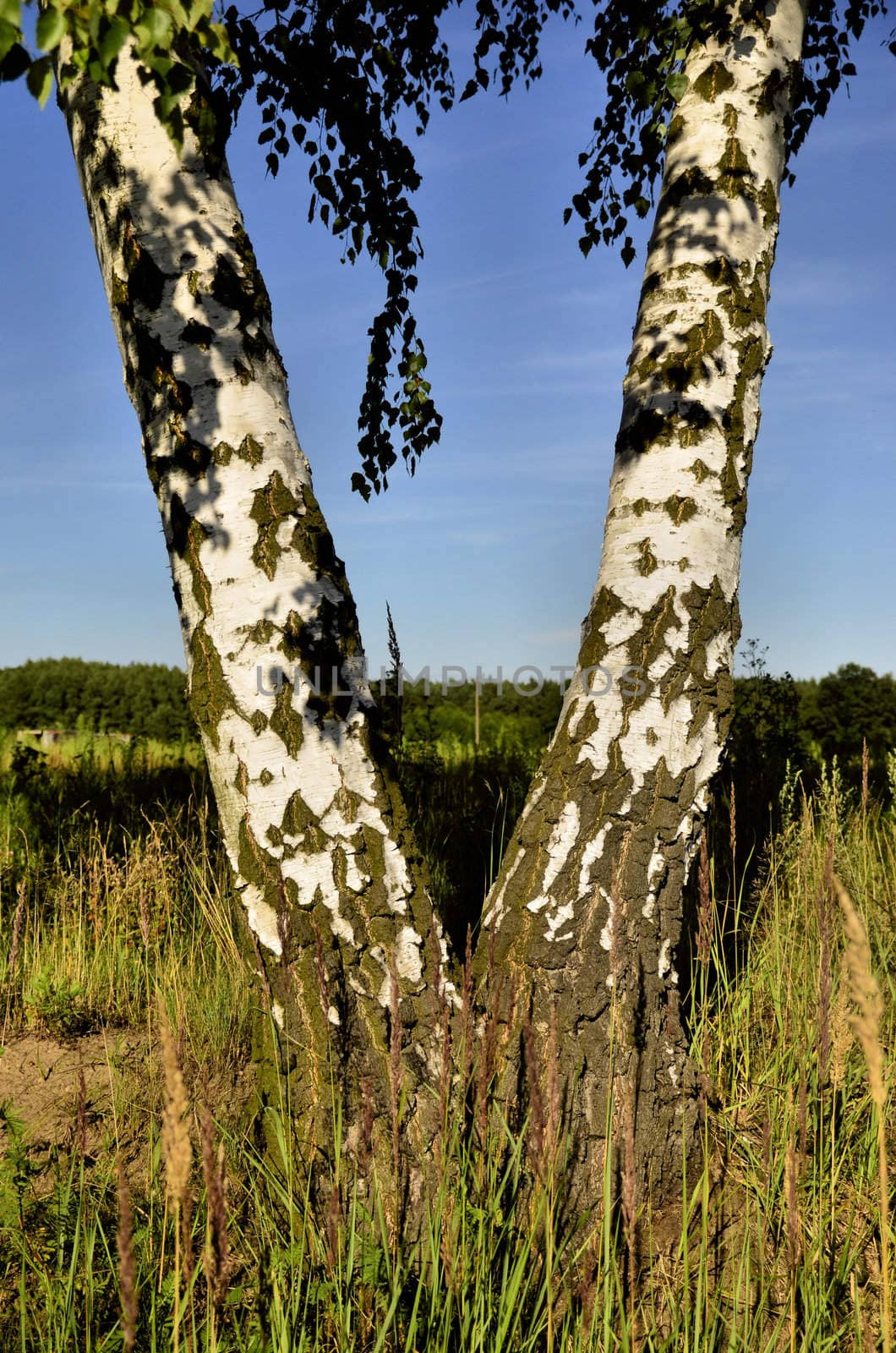 Two birch fused in the shape of V by PRSchreyner