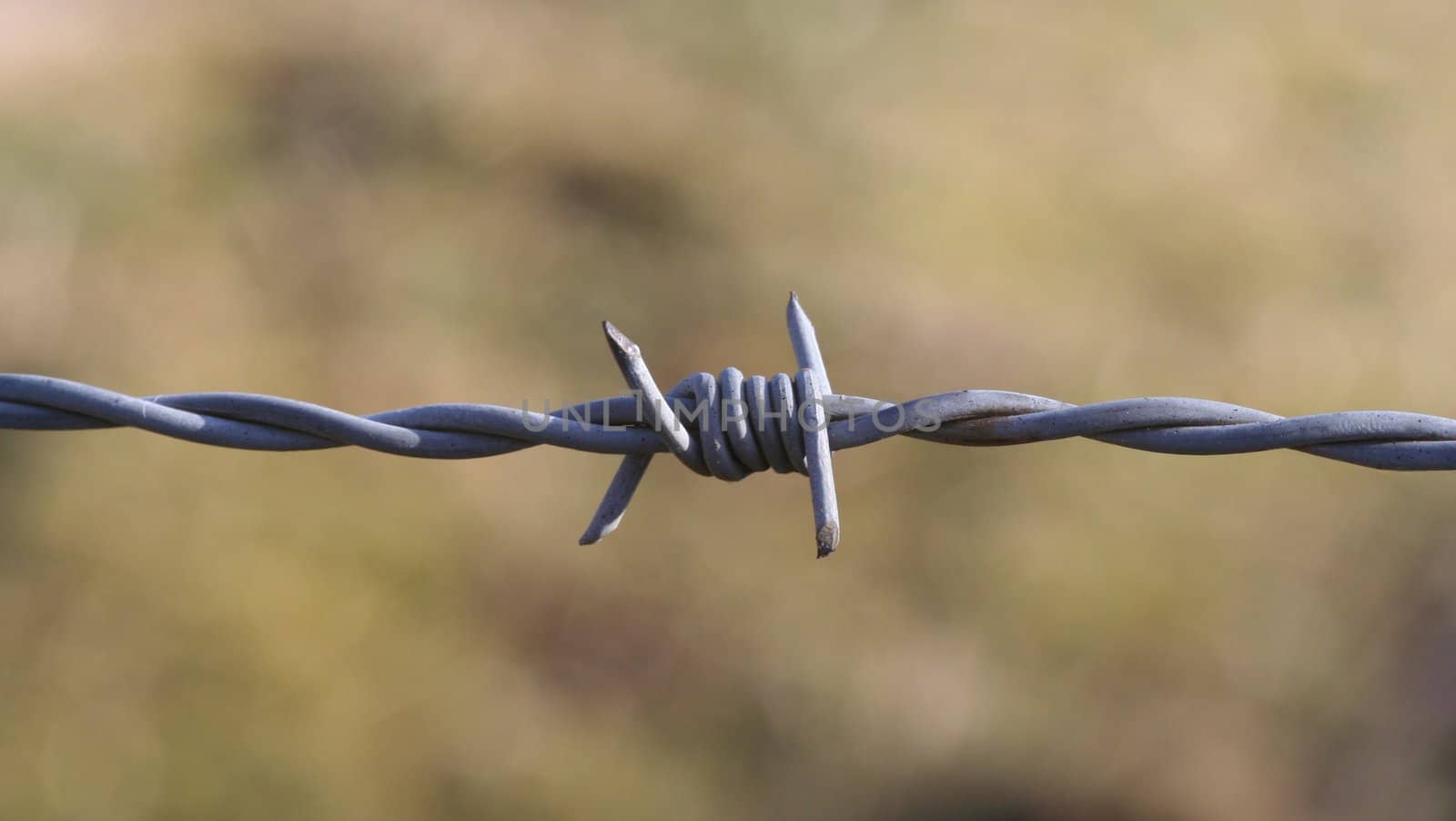 Barbed Wire by Alvinge