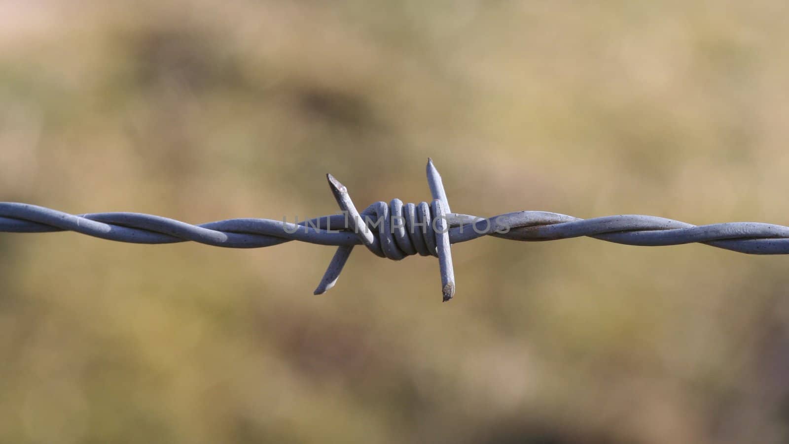 Isolated barbed wire with blurred background.