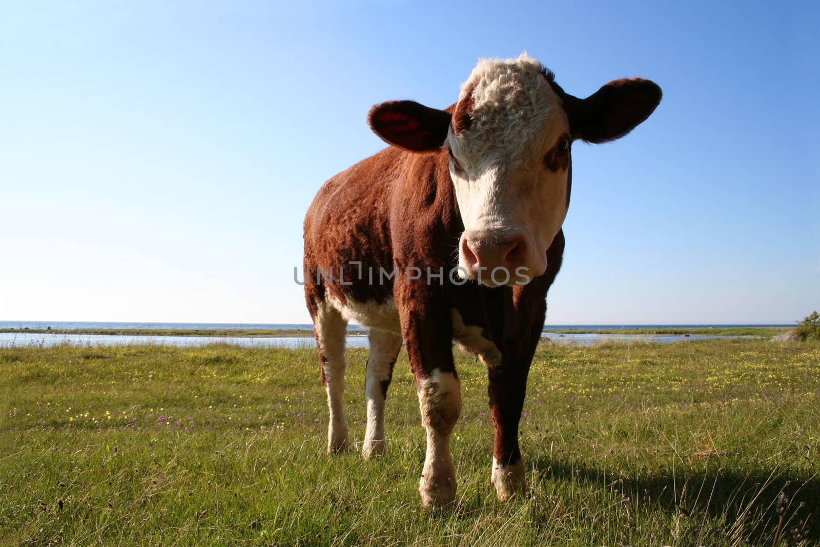 Funny cow that seem to be angry with intruders on his grassland.