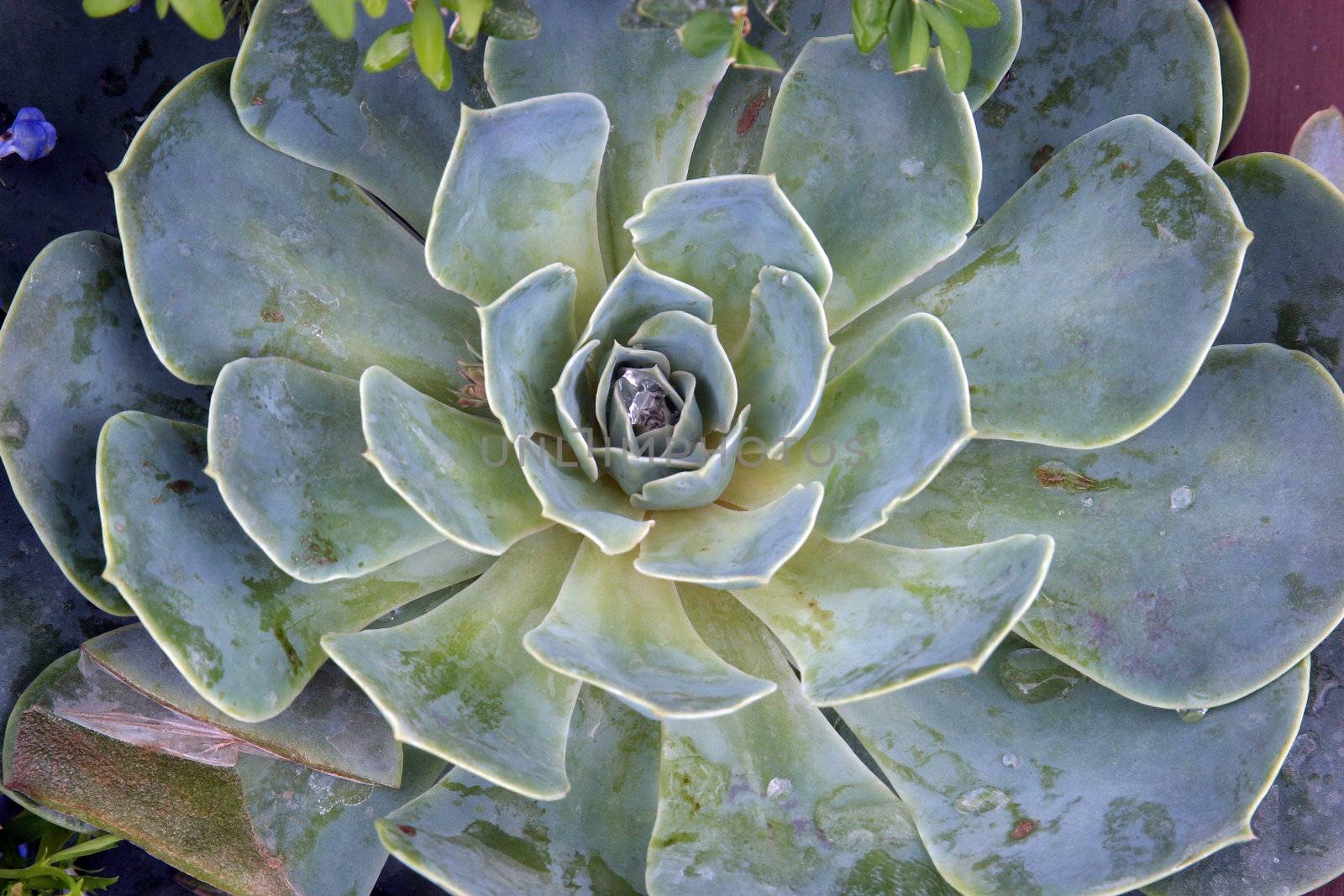 Sempervivum tectorum in closeup, housekeep