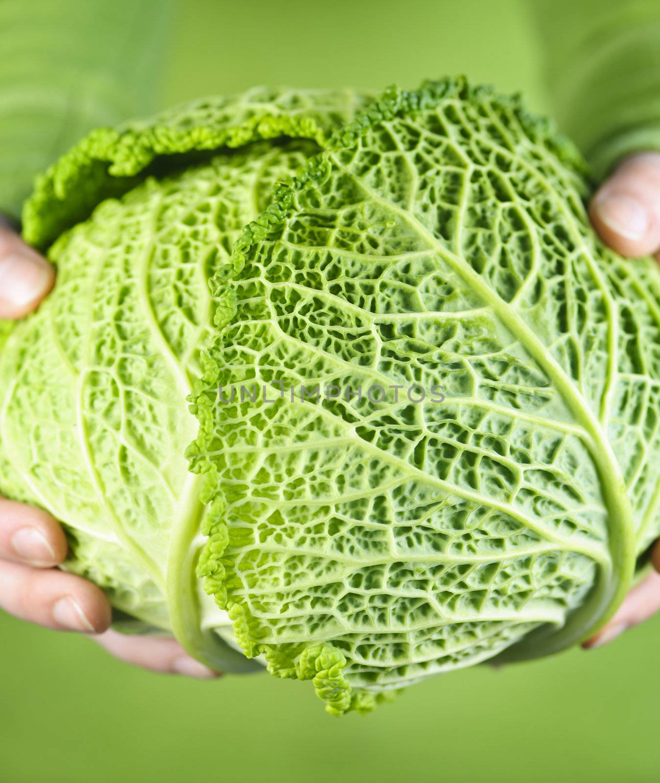 Close up of woman's hands holding fresh green cabbage head