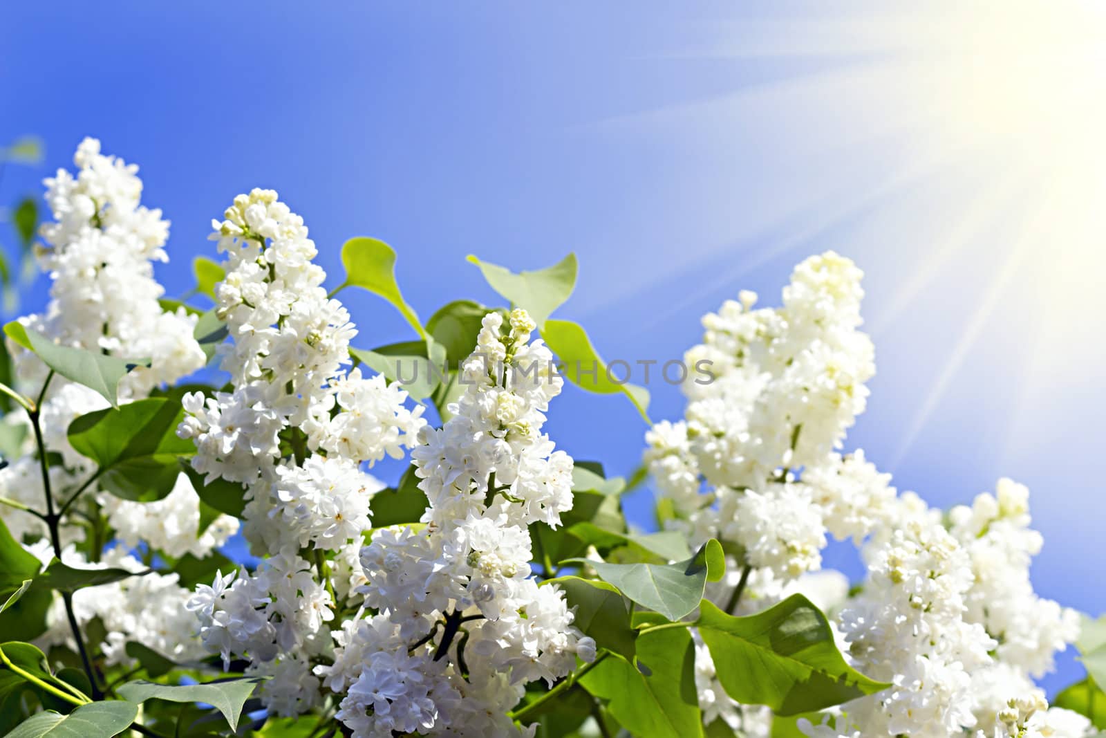 branches of white lilac blossoms in the sun