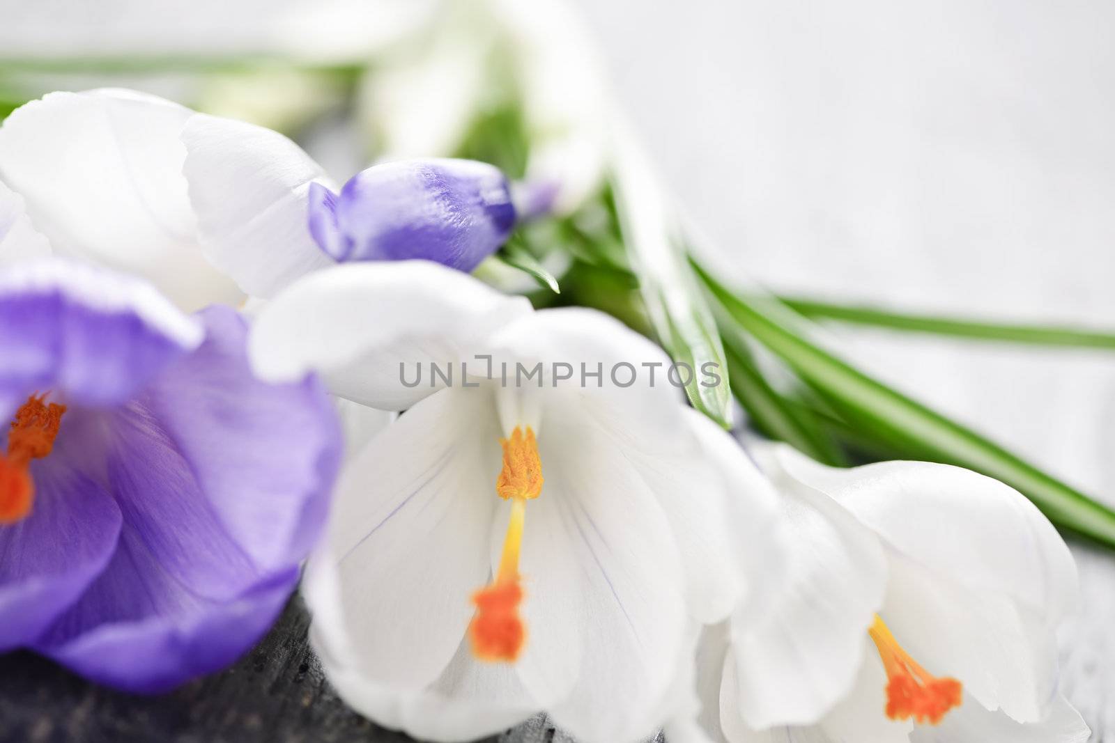 Fresh cut white and purple spring crocus flowers