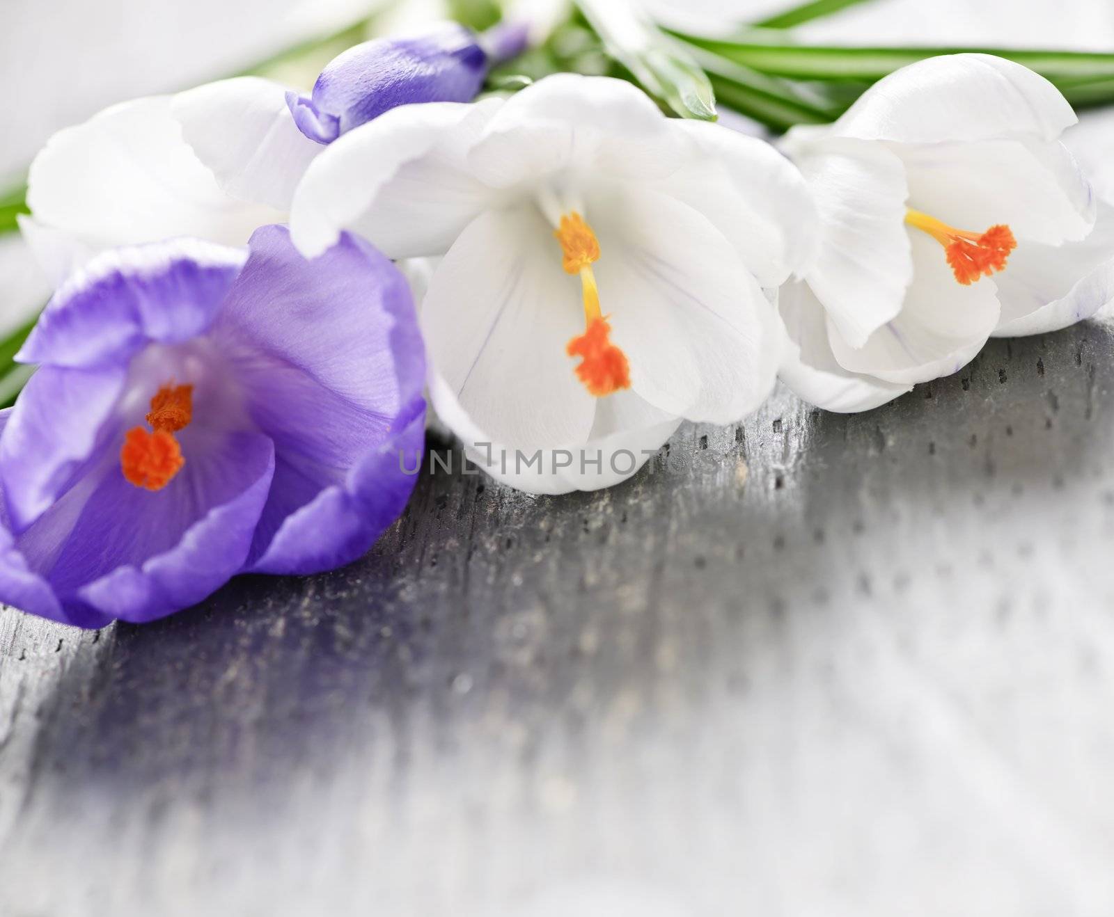 Fresh cut white and purple spring crocus flowers