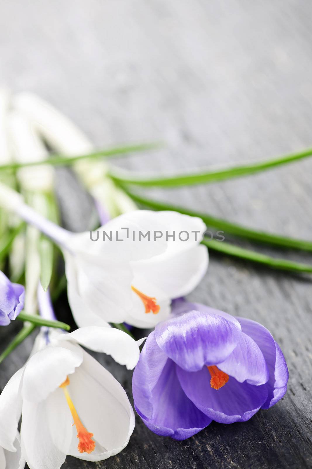 Fresh cut white and purple spring crocus flowers