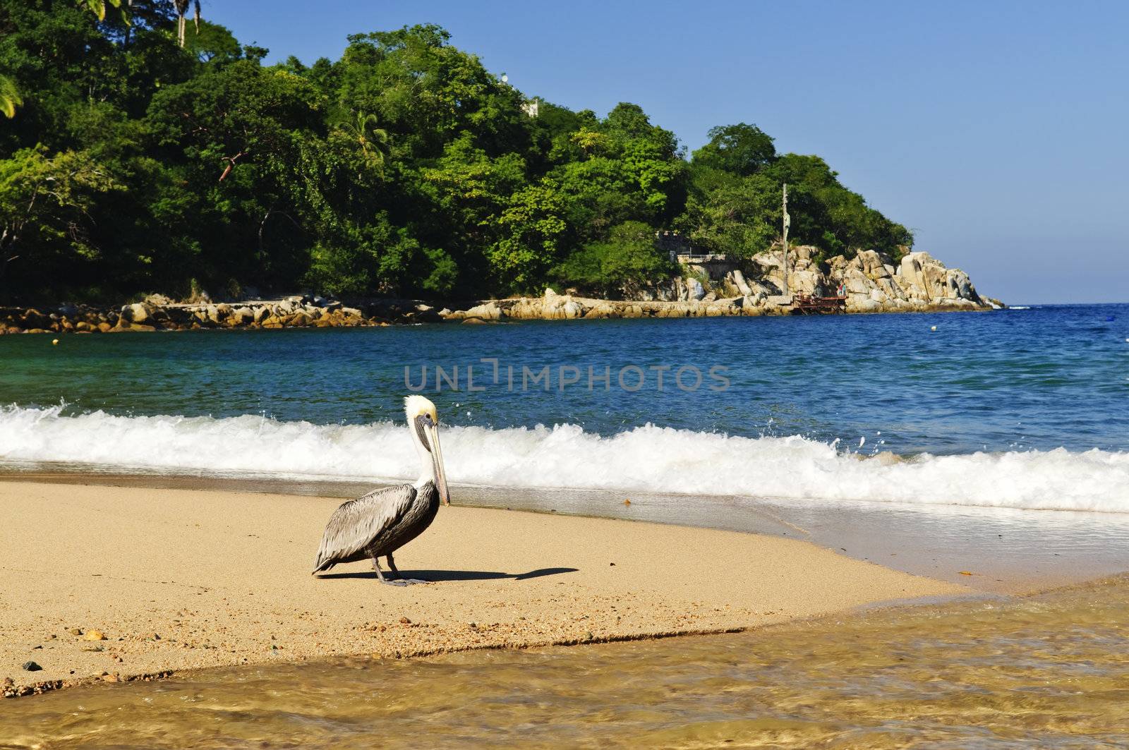 Pelican on beach near Pacific ocean in Mexico
