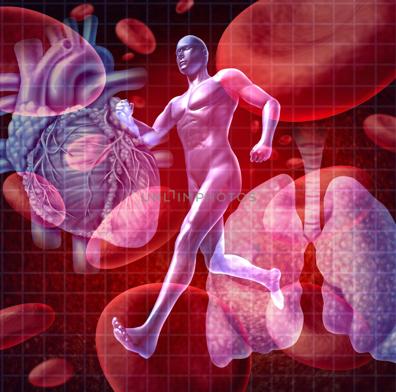 Cardiovascular system as a health care and medical concept with a human heart and lungs on red blood cells and an athlete runner as a physical fitness symbol for a healthy lifestyle.