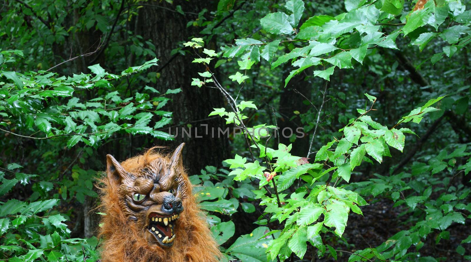 A rare glimpse of an unbelievable thought to have never existed Werewolf coming out of the woods to go after his prey during Halloween.