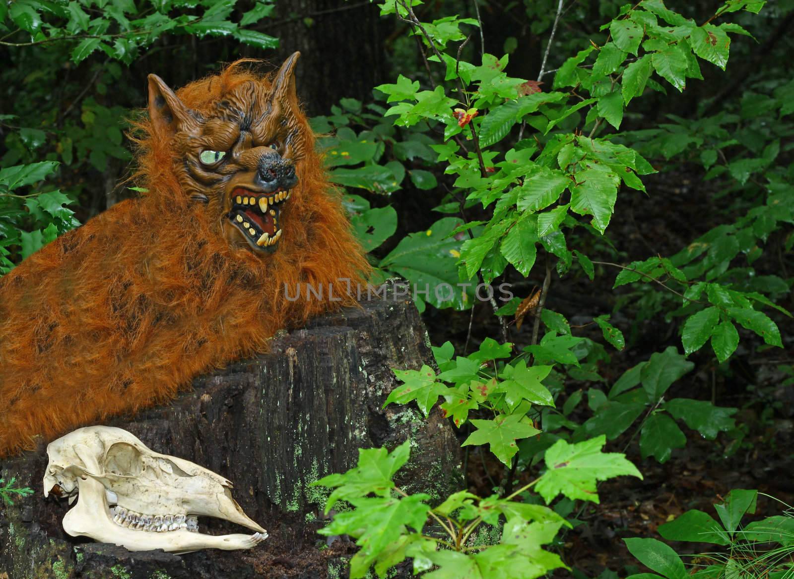 A rare glimpse of an unbelievable thought to have never existed Werewolf resting on a stump in the  woods next to his last kill.