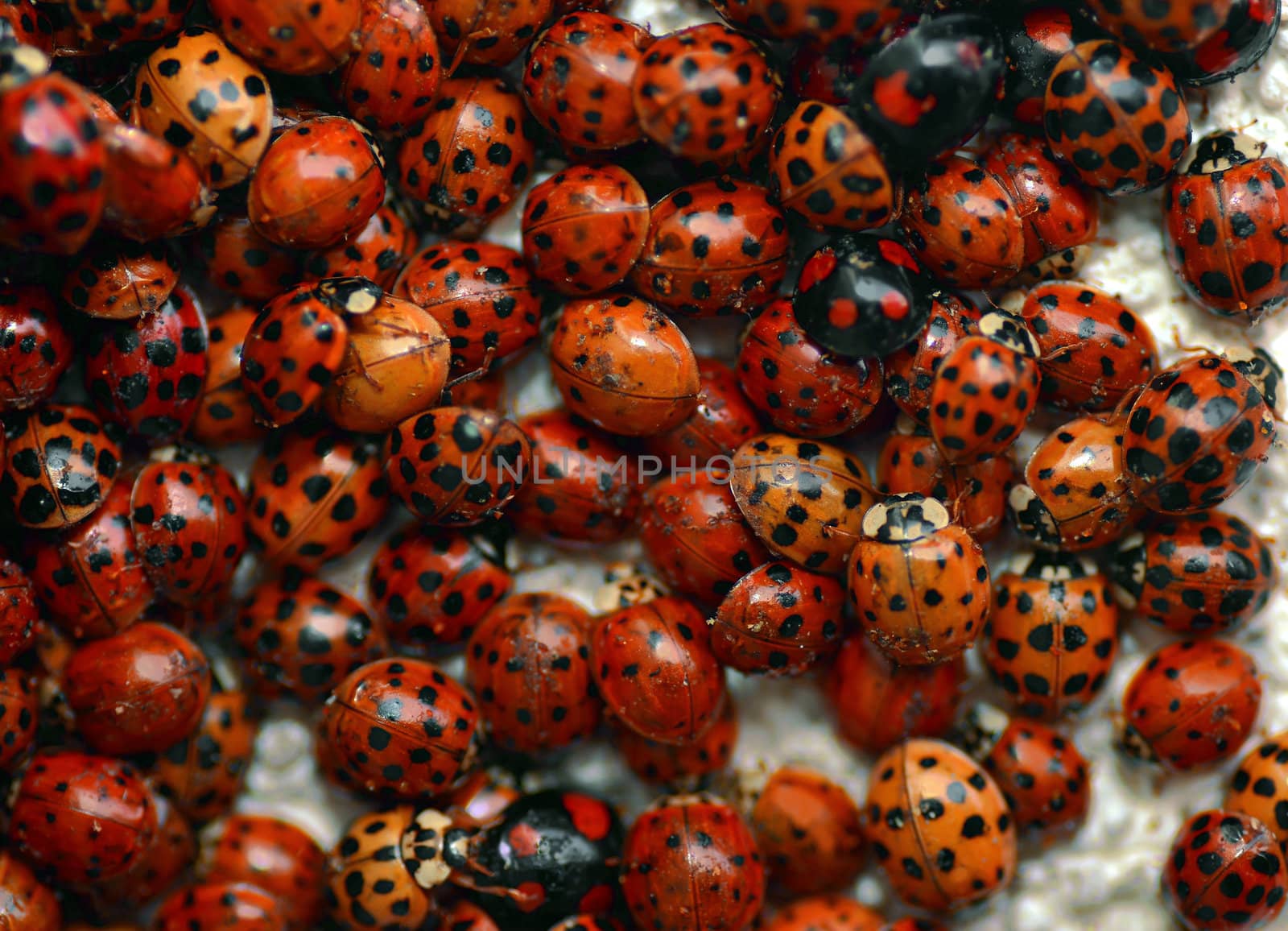 A lot of red ladybugs insects together.
