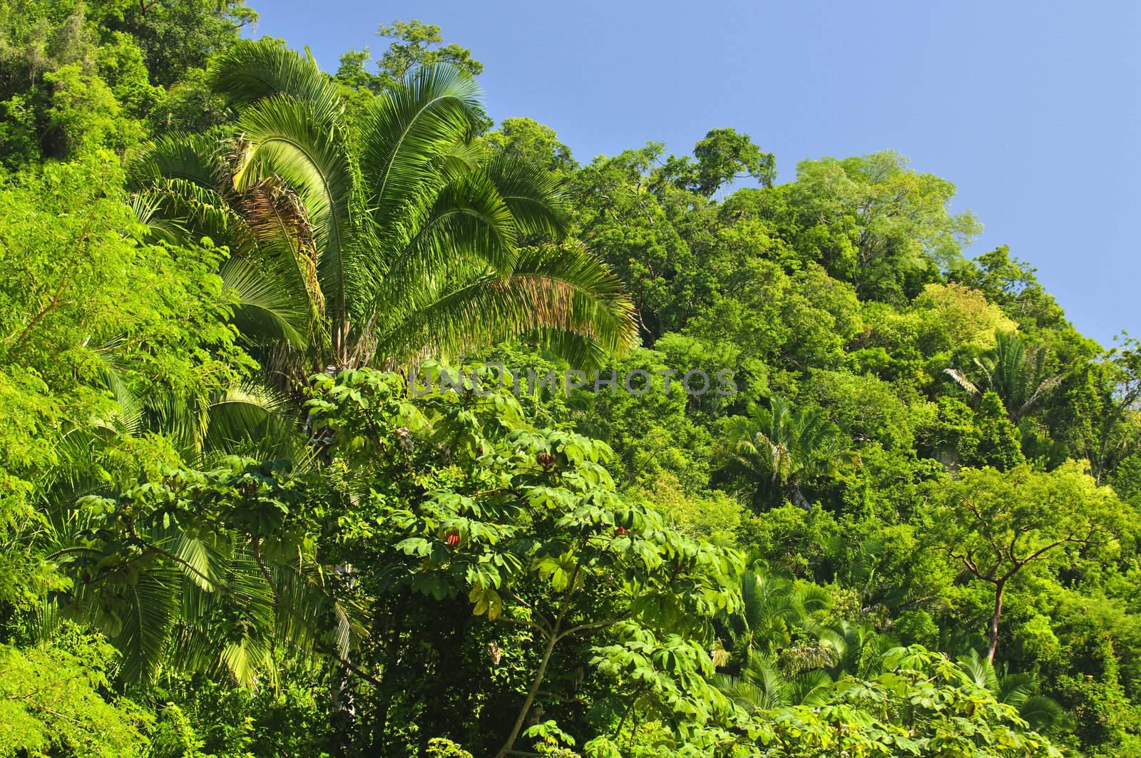 Background of lush tropical jungle at Pacific coast of Mexico