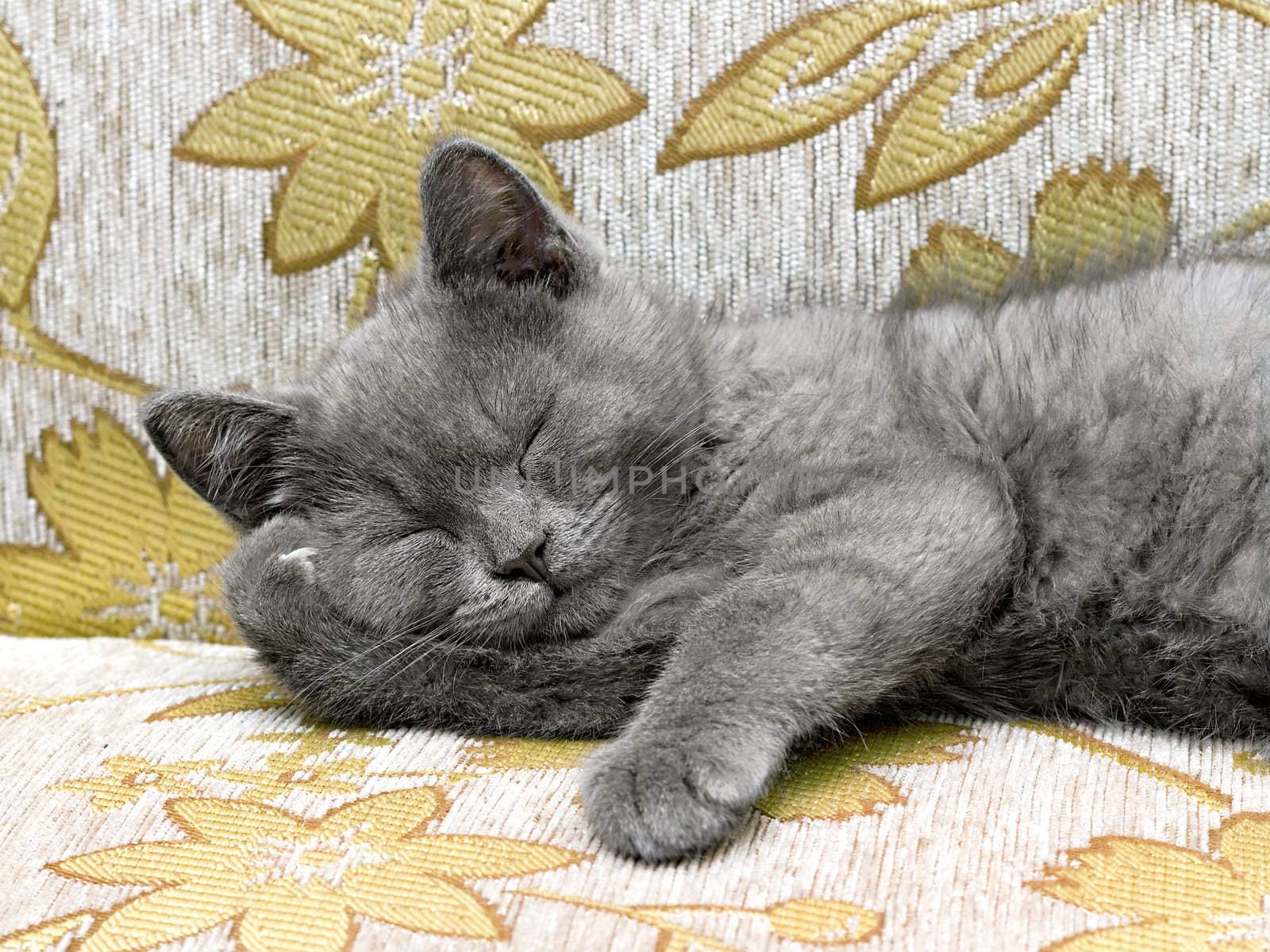 British breed kitten smoky-gray color sleeping on the couch