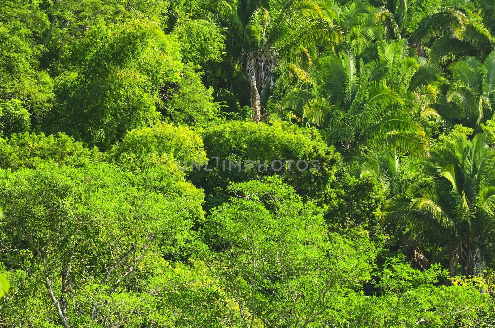 Background of lush tropical jungle at Pacific coast of Mexico
