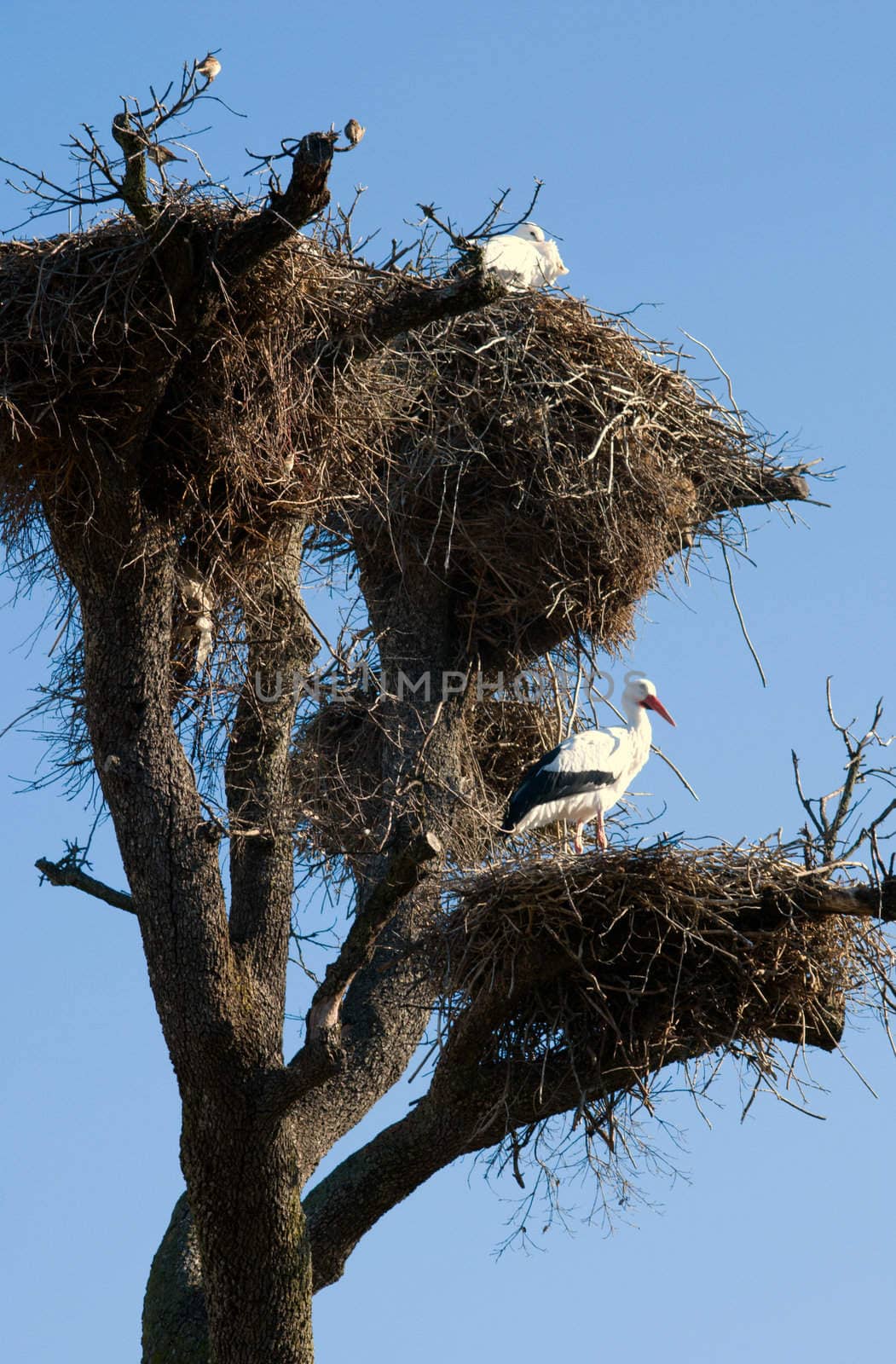 Stork nest by kzen